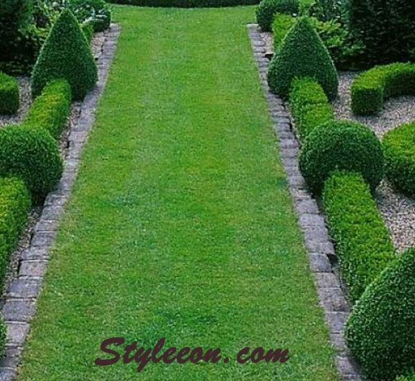 Make More Formal Gardens with Green Beauty Boxwood
