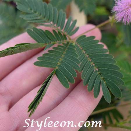 What Is A Sensitive Plant? Styleeon - Home Decor