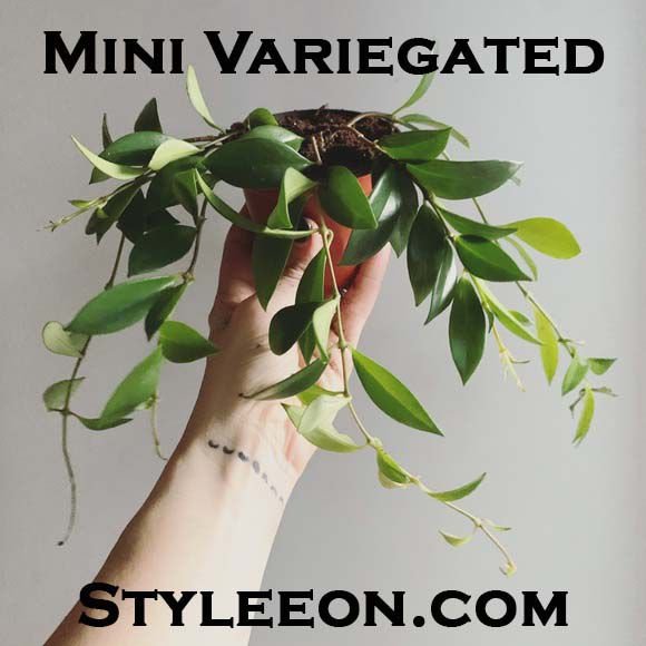 Mini Variegated  - Styleeon.com