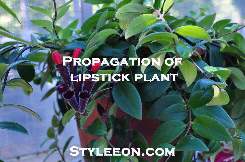 Propagation of a lipstick plant - Styleeon.com