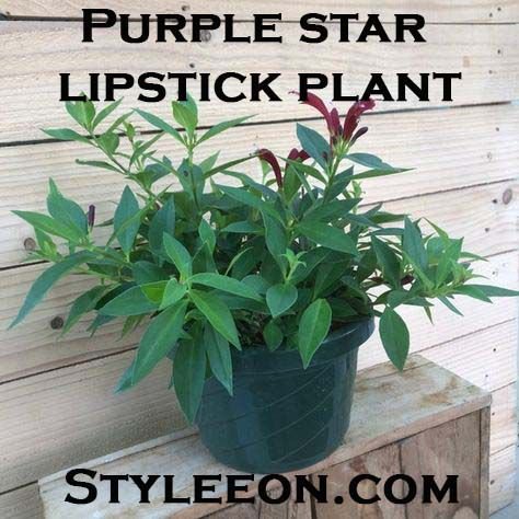 Purple star lipstick plant - Styleeon.com