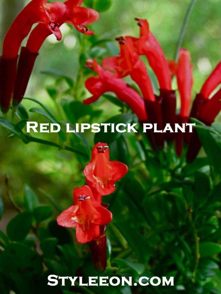 Red lipstick plant - Styleeon.com