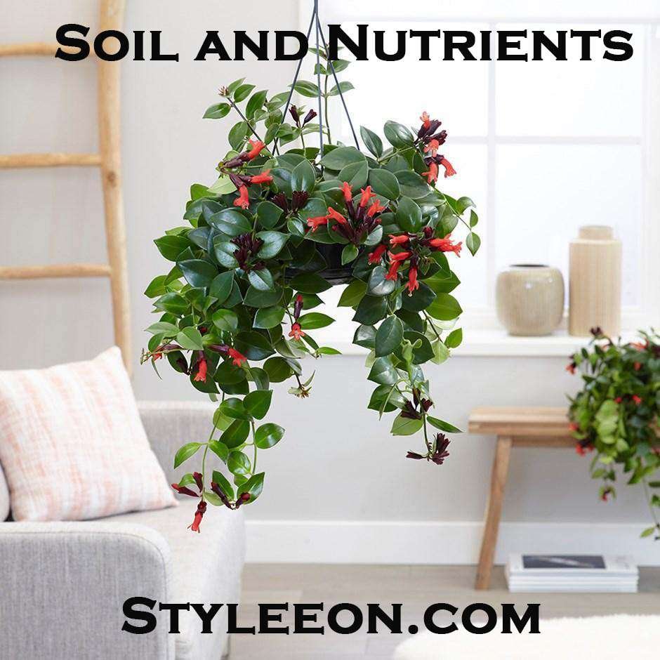 Soil and Nutrients   - Styleeon.com