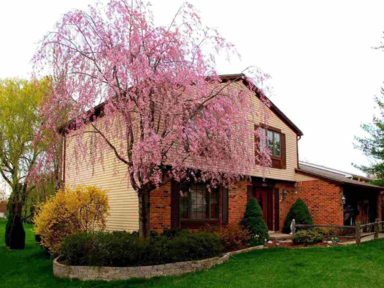 The Ultimate Solution Of Having Pink Weeping Cherry Tree At Home