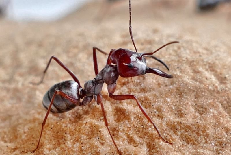 Ant's 