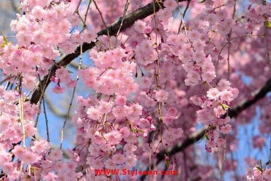 The Ultimate Solution Of Having Pink Weeping Cherry Tree At Home - Styleeon