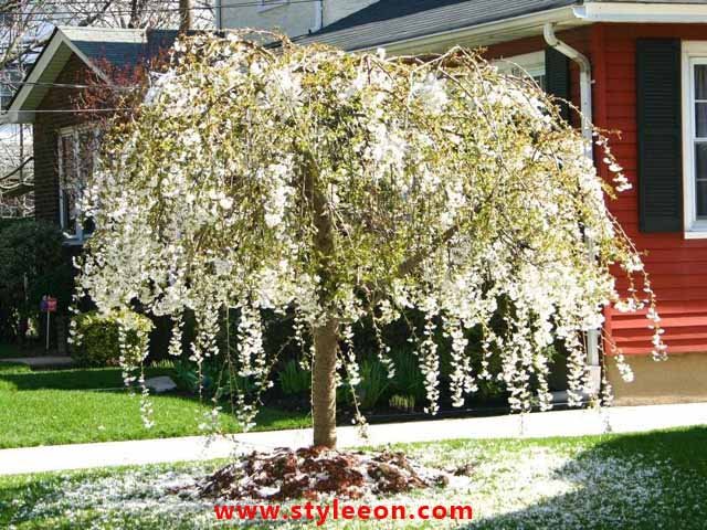Snow Fountain Cherry Tree