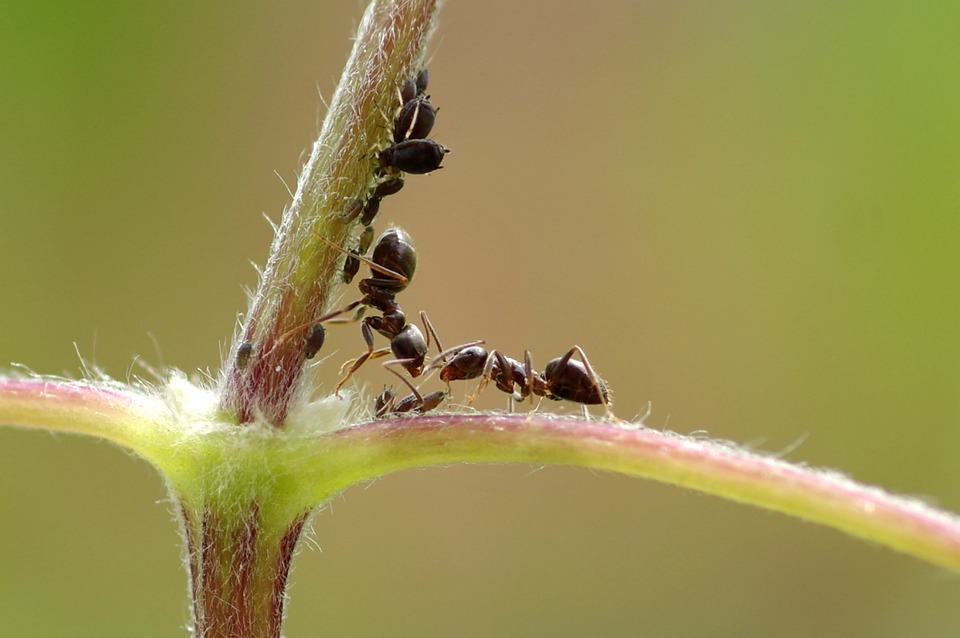 DOES BAKING SODA KILL ANTS?