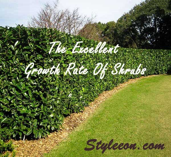 The Excellent Growth Rate Of Shrubs