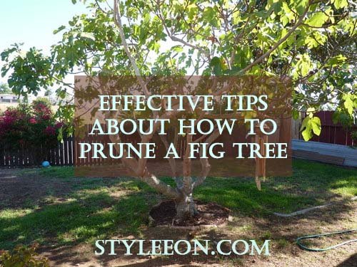 Effective Tips About How To Prune A Fig Tree