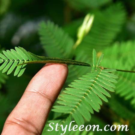 Facts You Must Know About Sensitive Plant - Styleeon - Home Decor