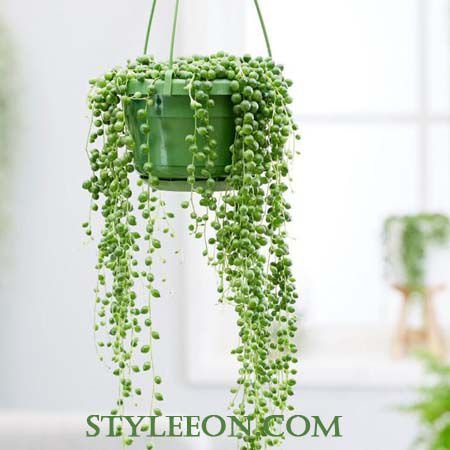 Benefits Of The String Of Pearls Plant