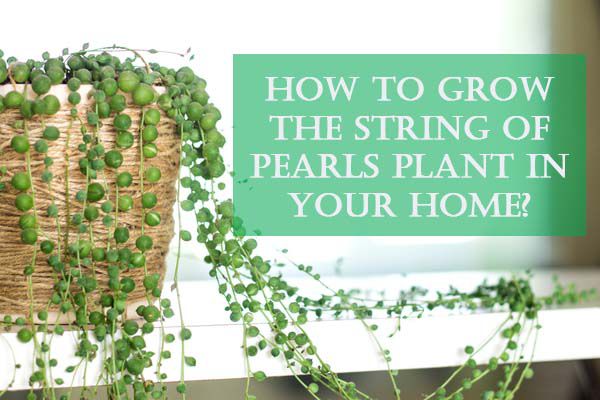 How To Grow The String Of Pearls Plant In Your Home?