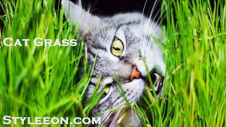 Cat Grass – The Ultimate Guide To growing Cat Grass