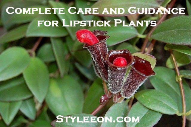 Lipstick Plant – Complete Care and Guidance For Lipstick Plant