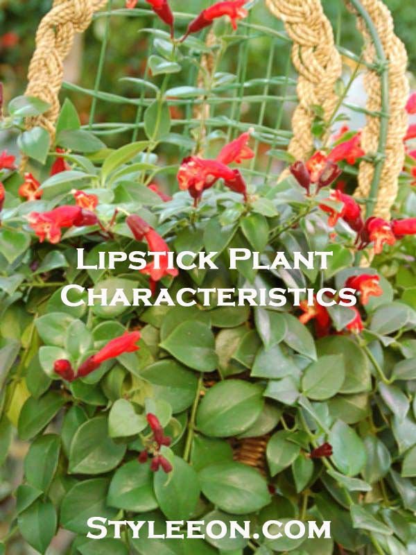Lipstick Plant Characteristics - styleeon.com