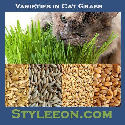 Varieties in Cat Grass - Styleeon