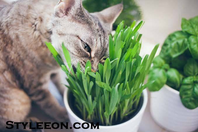 What is the reason that cats eat grass? - Styleeon.com