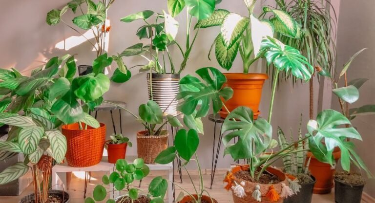 6 IDEAS FOR THE PERFECT INDOOR GARDEN